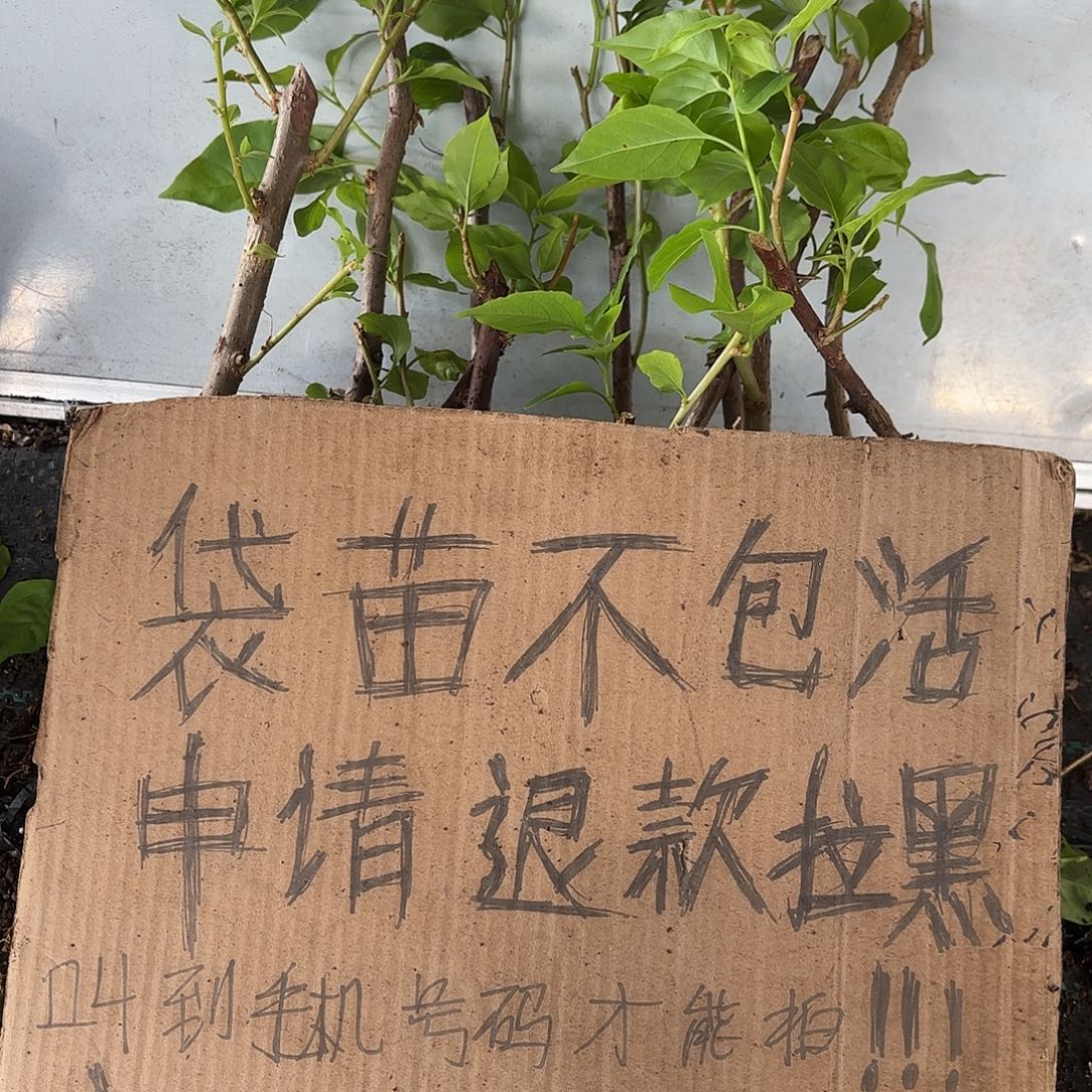 梦***4当前无花栽培后可以开花袋苗盲盒12颗不包活