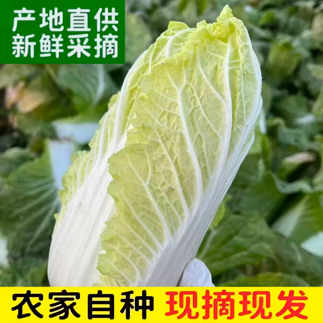 湖北随州露天霜冻大白菜娃娃菜白菜心青菜3斤5斤包邮