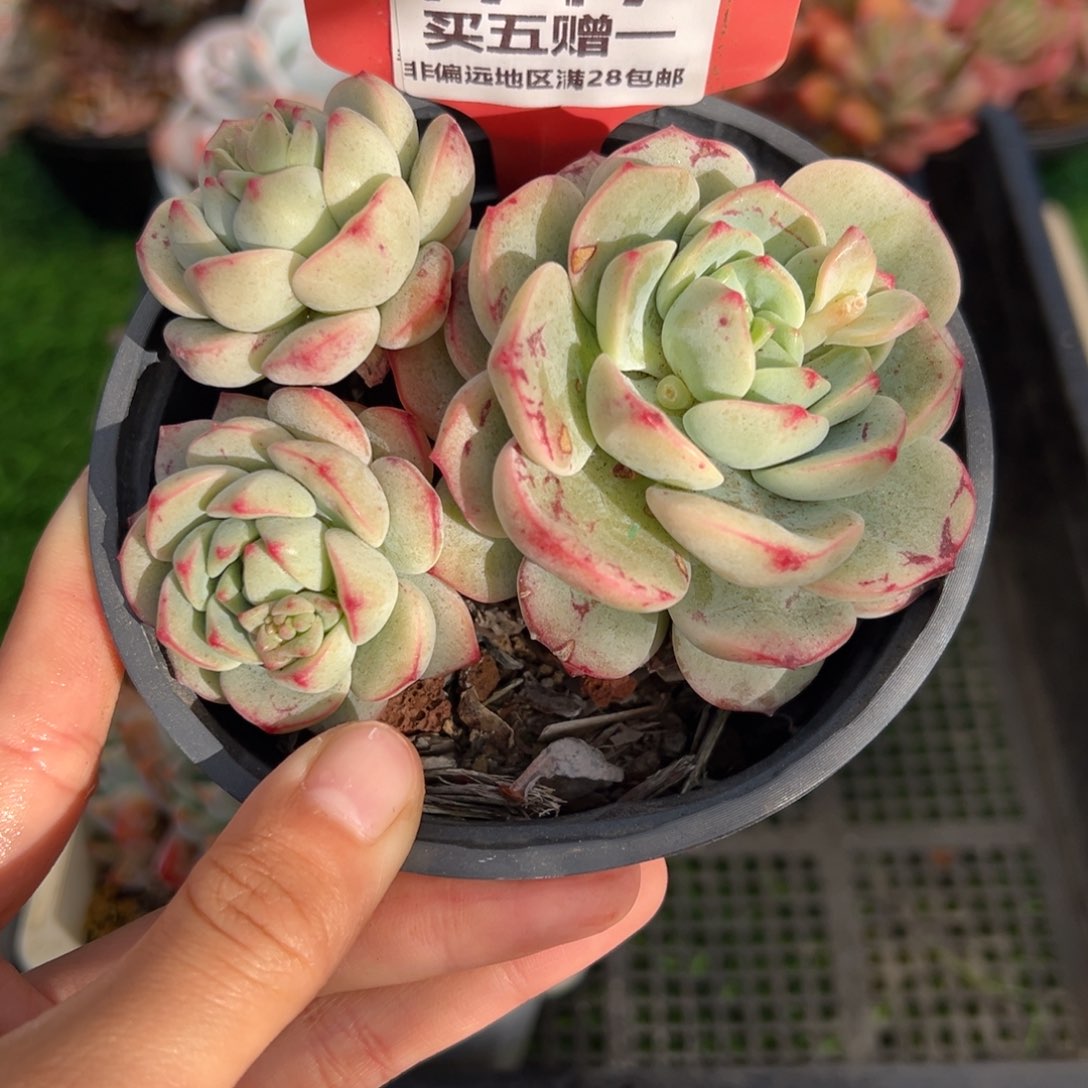 表妹精品多肉1717.