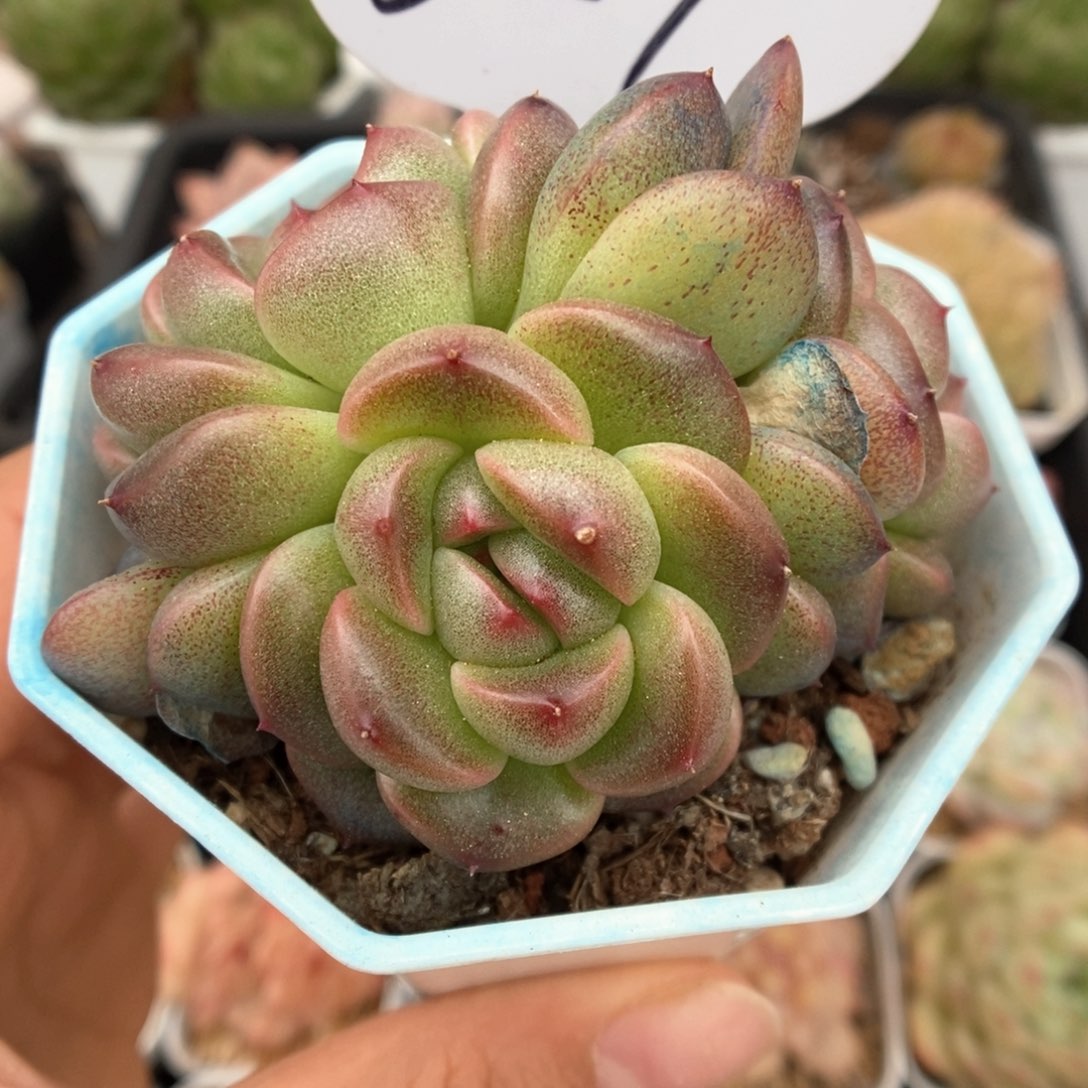 暮云新品可拍359号。   