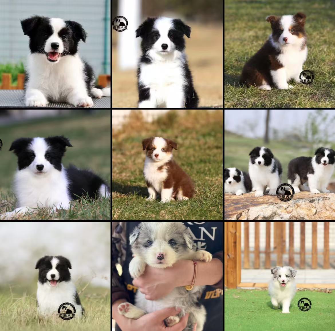 家有萌宠养殖宠物相册