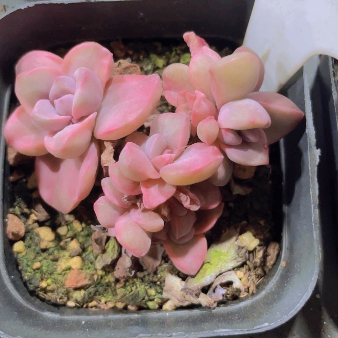 石化拉丝锦彩虹糖e032一物一拍