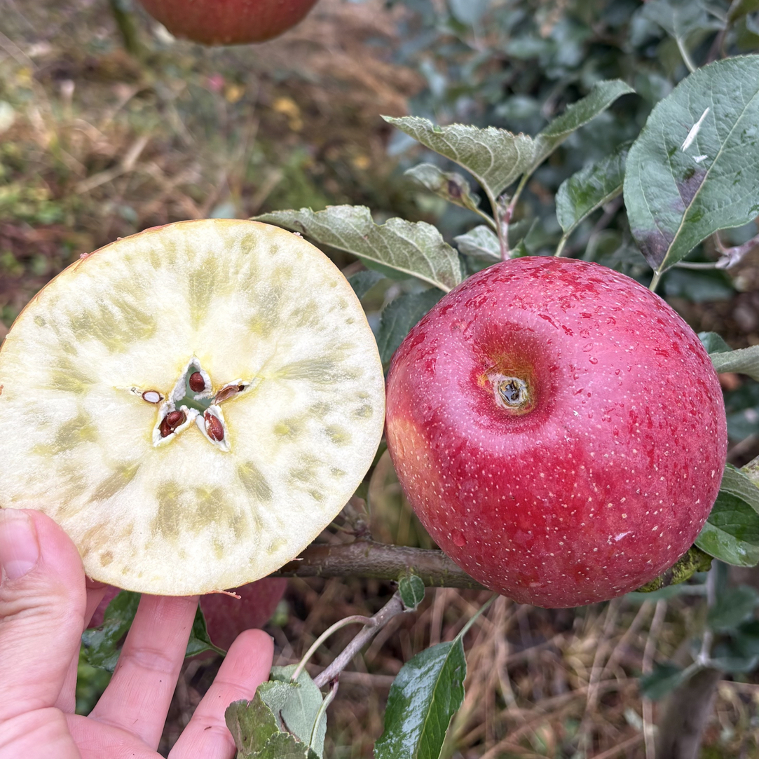 汉源糖心红苹果包邮新鲜水果