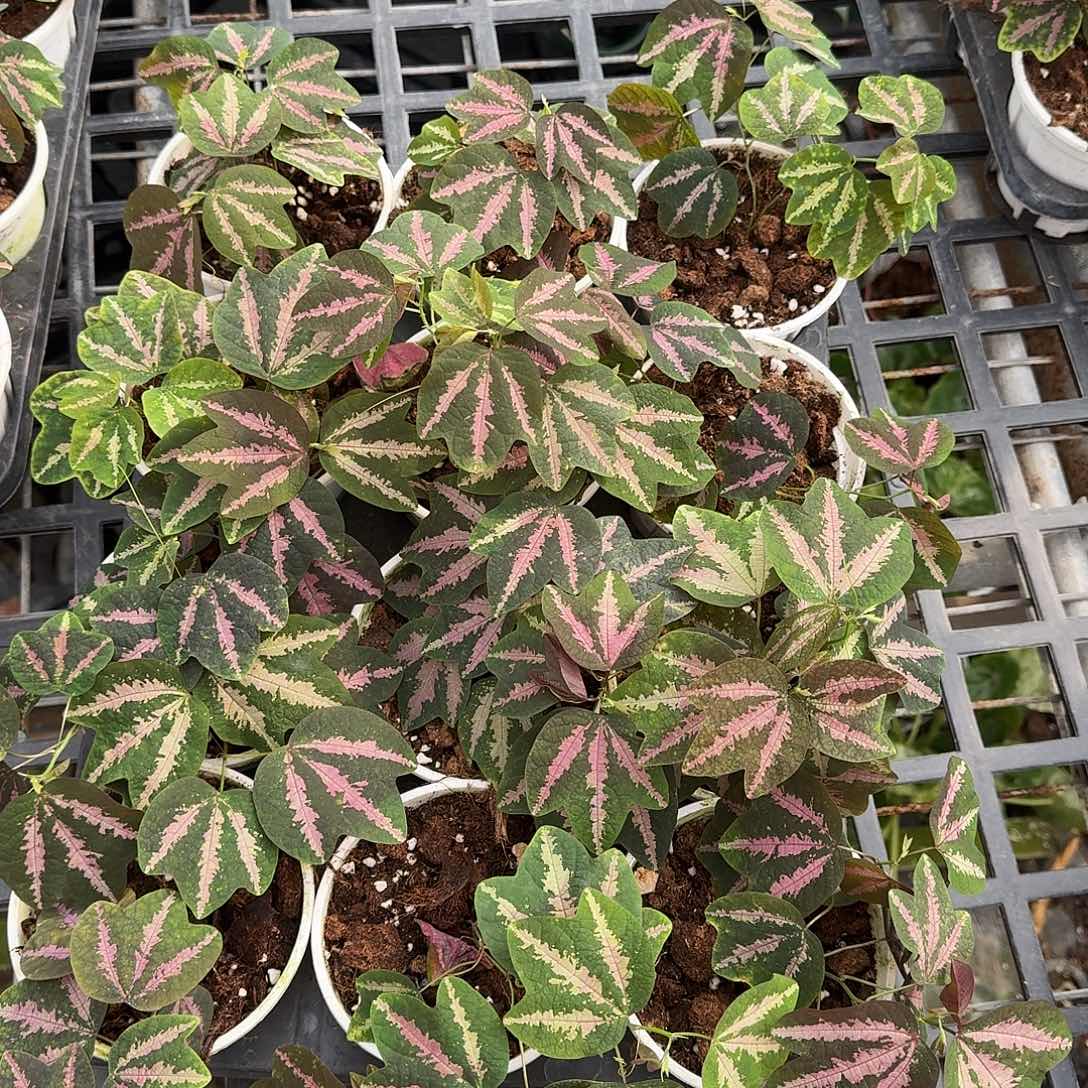 不开花植物鸭掌西番莲随机发