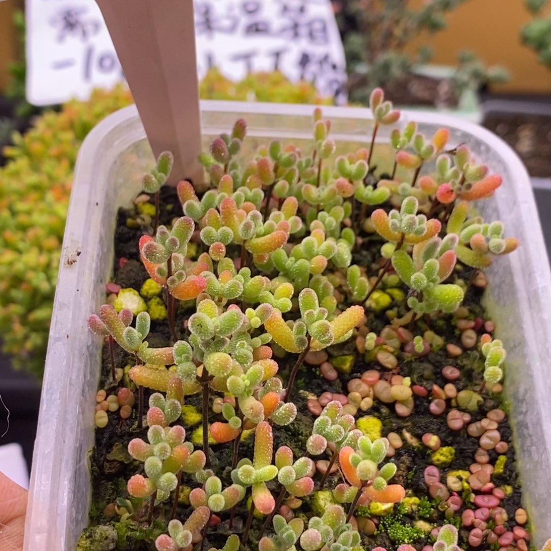 252下播福利混合切糕。       