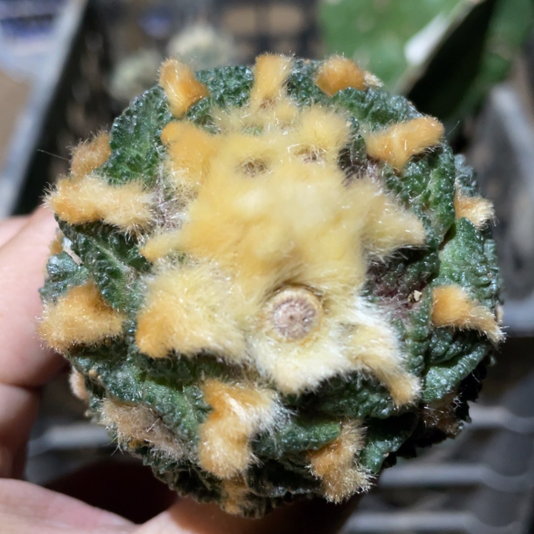 新顿龟甲牡丹 902 仙人球