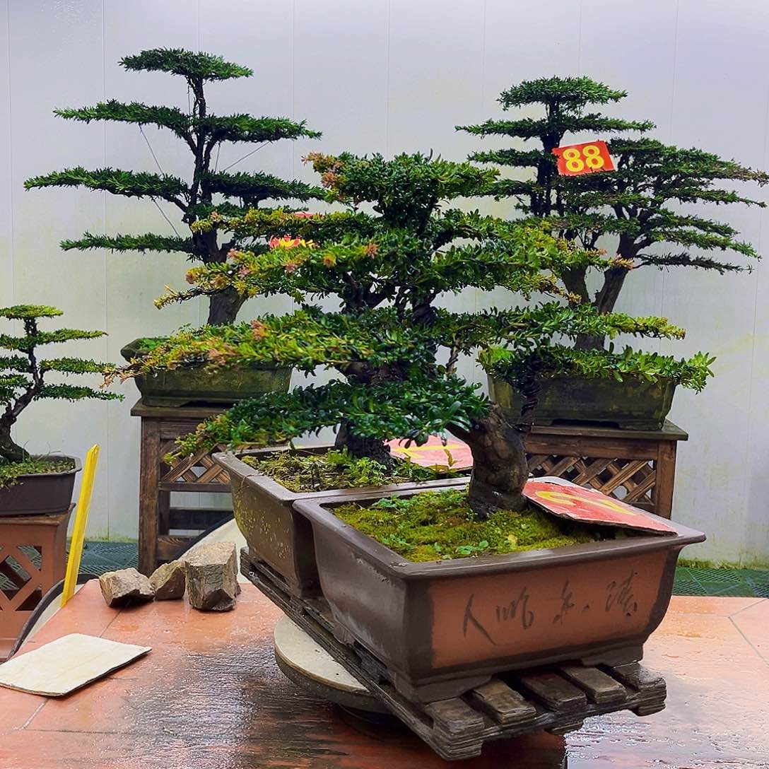 执***人无花朵罗汉松一物一拍