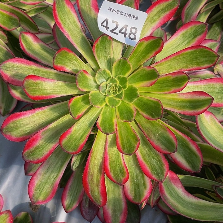 4248琉璃女神多肉植物