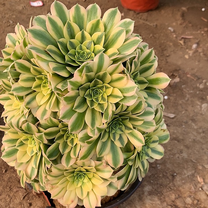 多肉植物金丝翡翠7