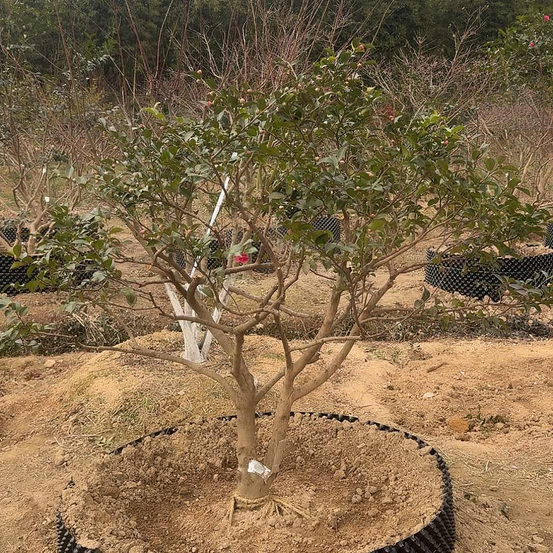 无花朵茶梅狮子头