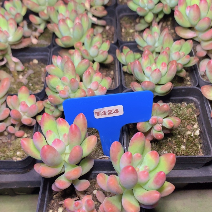 t124红酥手群生脱土