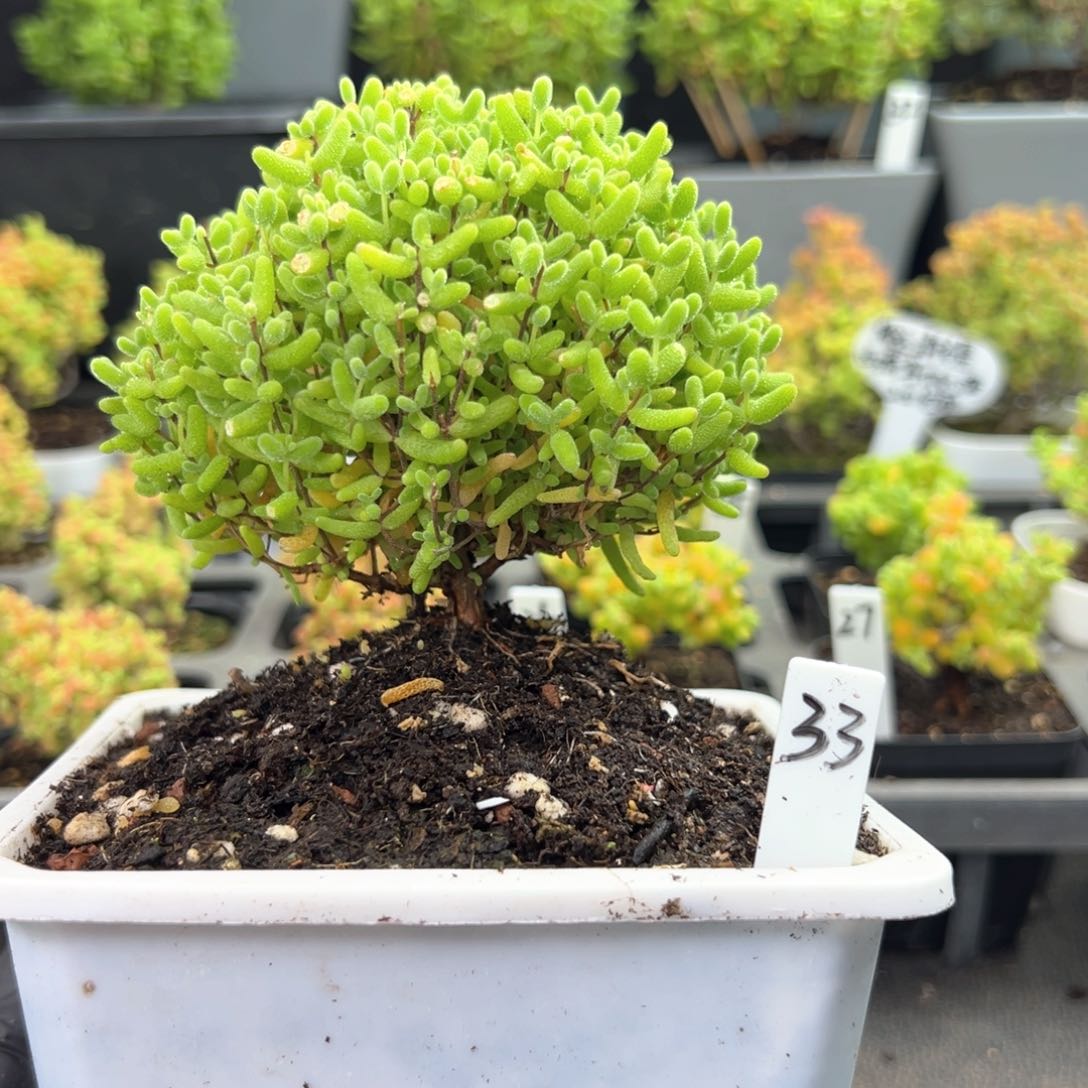 蜜橘糖球蘑菇头33号