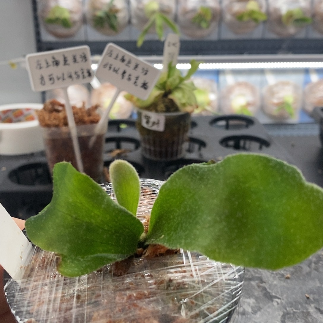 无花朵斑比鹿角蕨