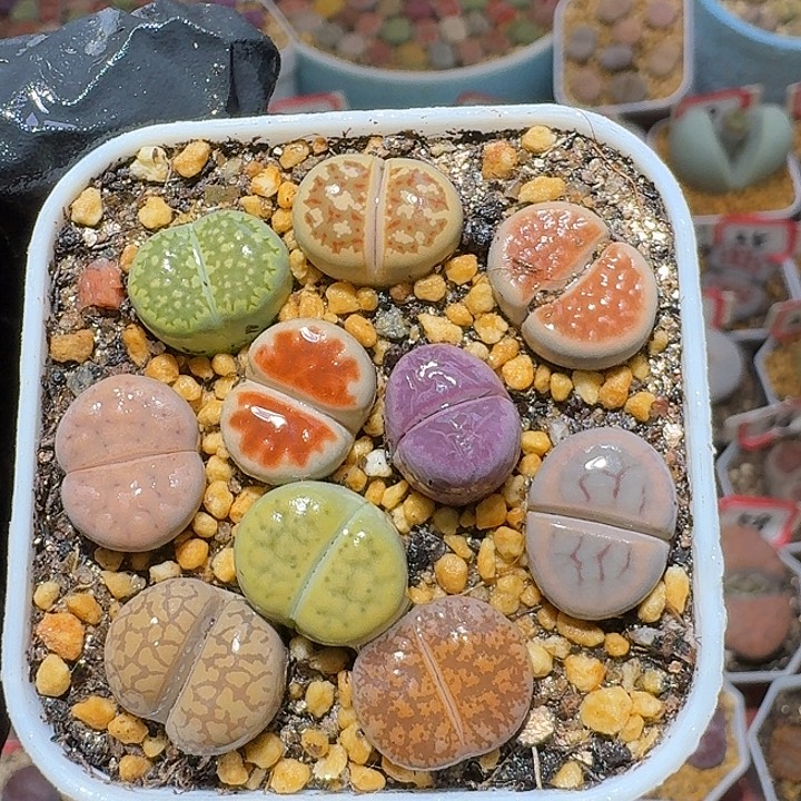 生石花2:：：。紫折。  392号