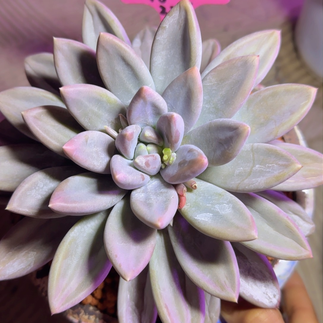 胡老板哥哥多肉植物