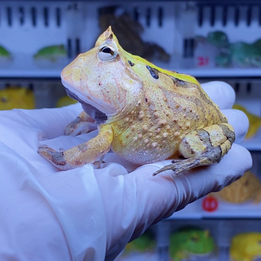 角蛙角蛙3-10cm闪购专享链接