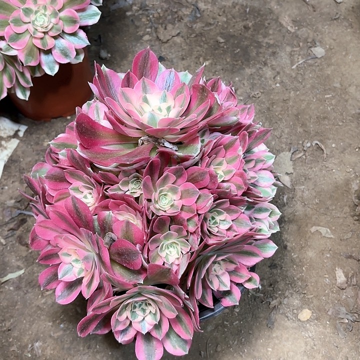 多肉植物粉女巫21