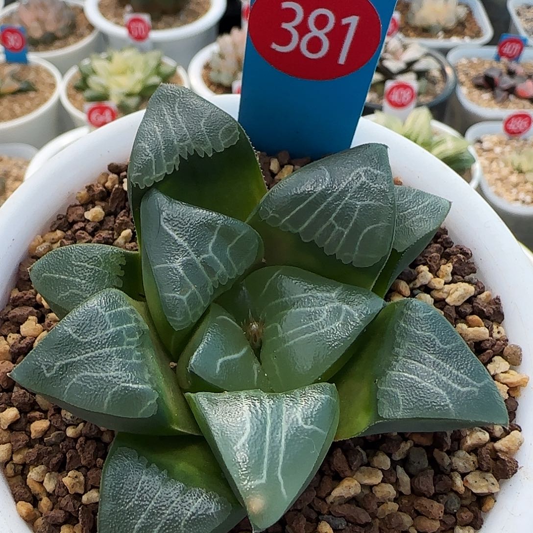 381号实生克一物一拍带盆土