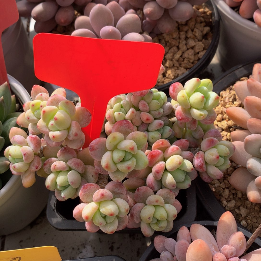 劳尔72726262727272¥