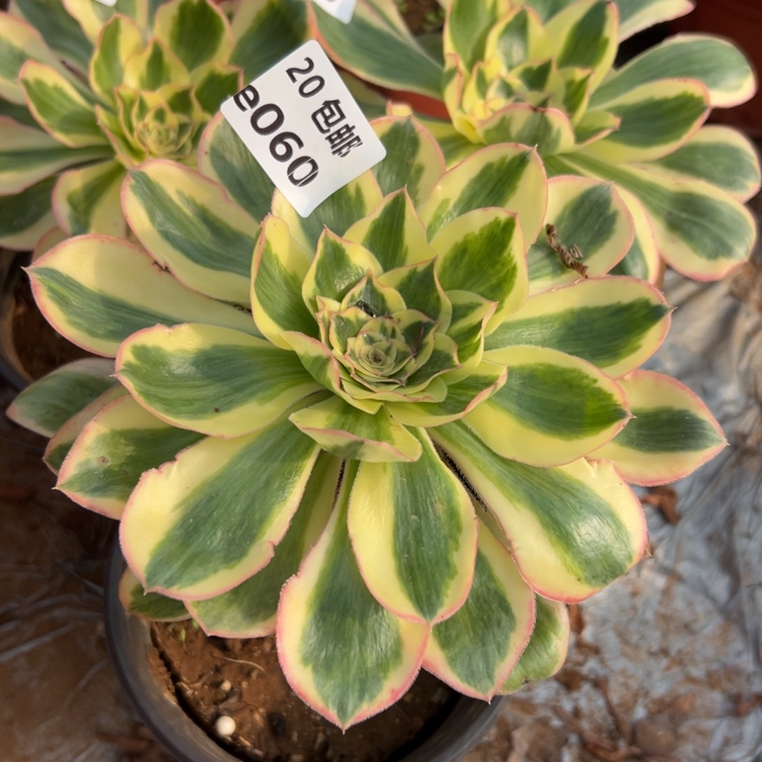 *****060燕子锦，多肉法师