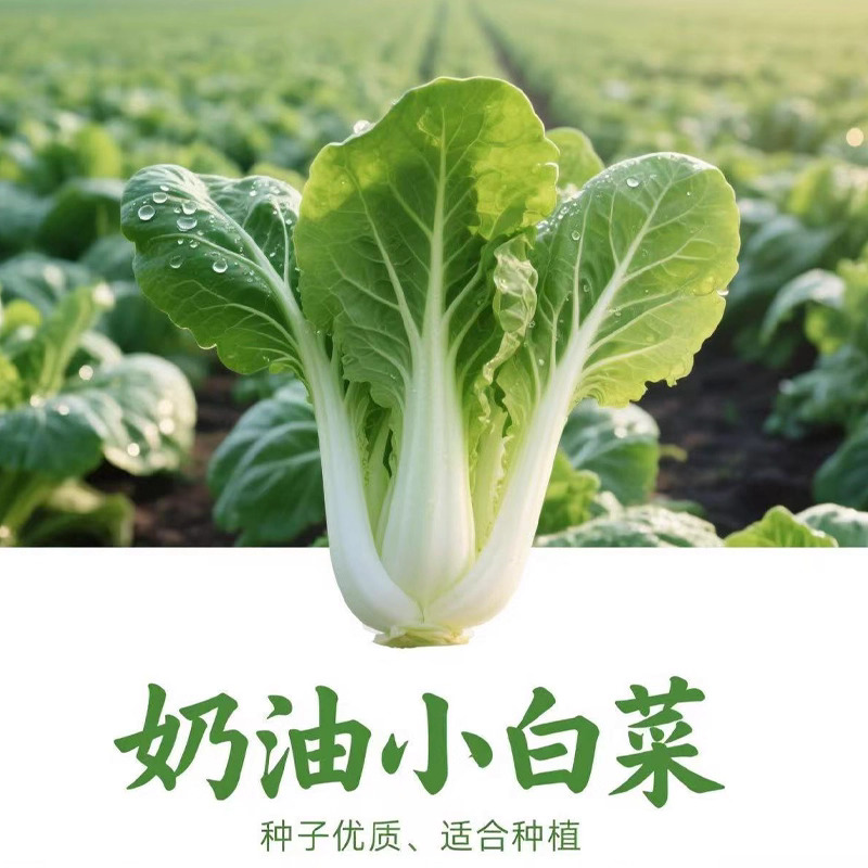 【全店满5包包邮】四季快菜种子速生大白菜种子