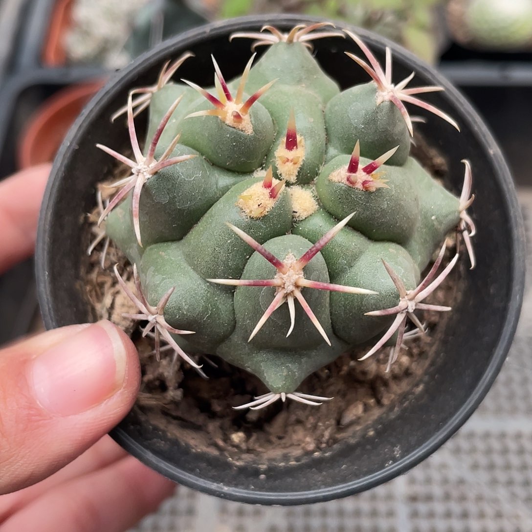 578大红鹰（满18元包邮）