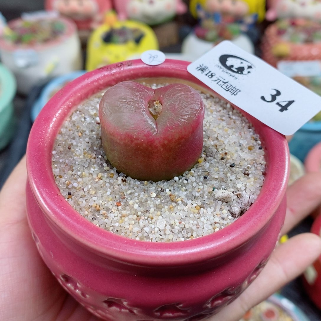 生石花花花花花34号