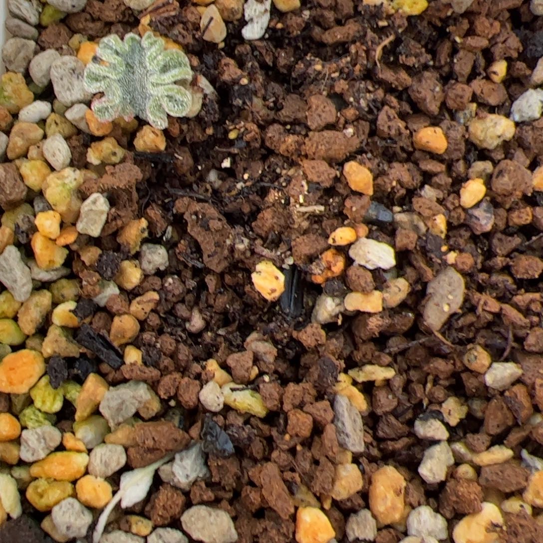 懒***。0235号冰晶海带多肉植物