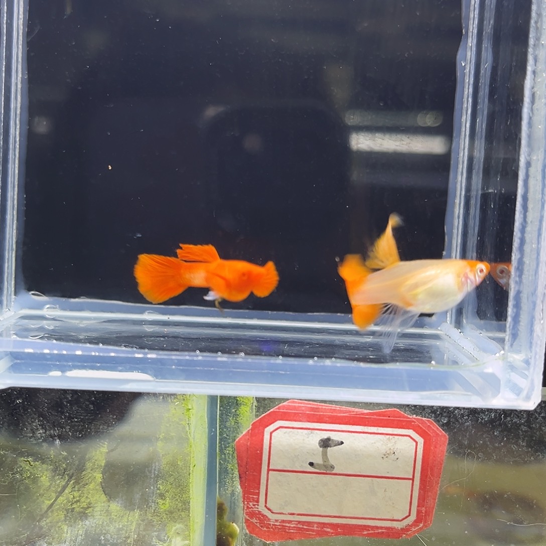 孔雀鱼红头一对大西