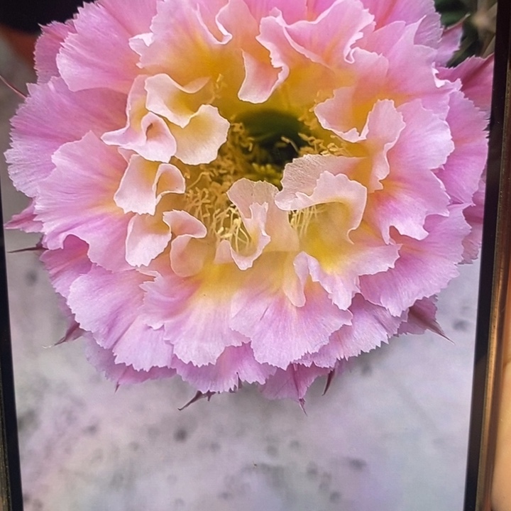 彩草妩媚7.5-8公分左右微瑕