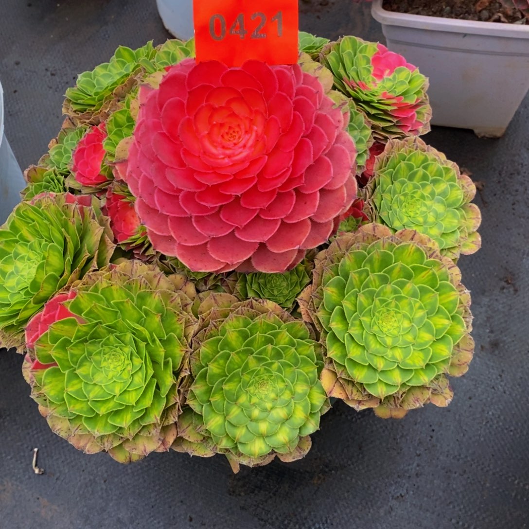 李***）0421多肉植物知否