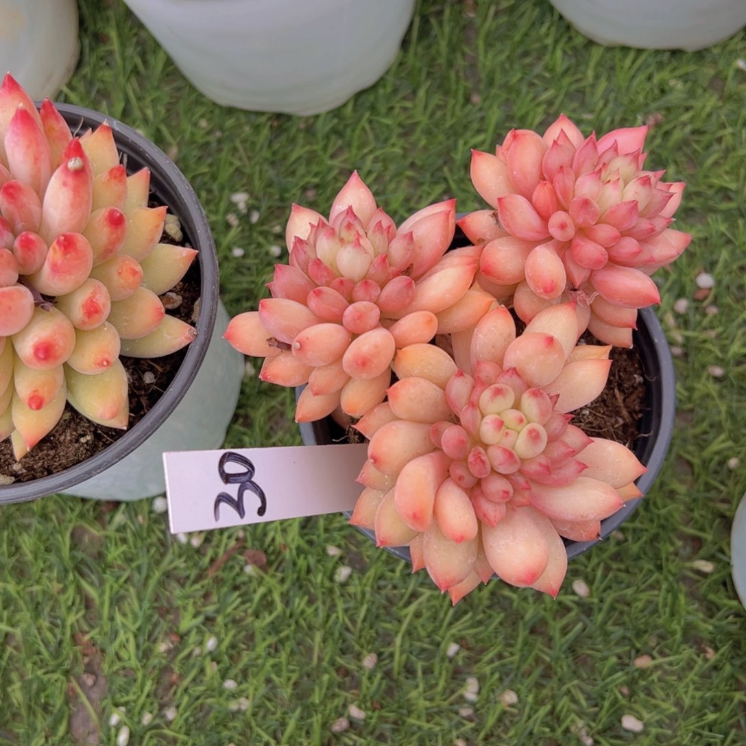 香玉等多种名贵的产品和