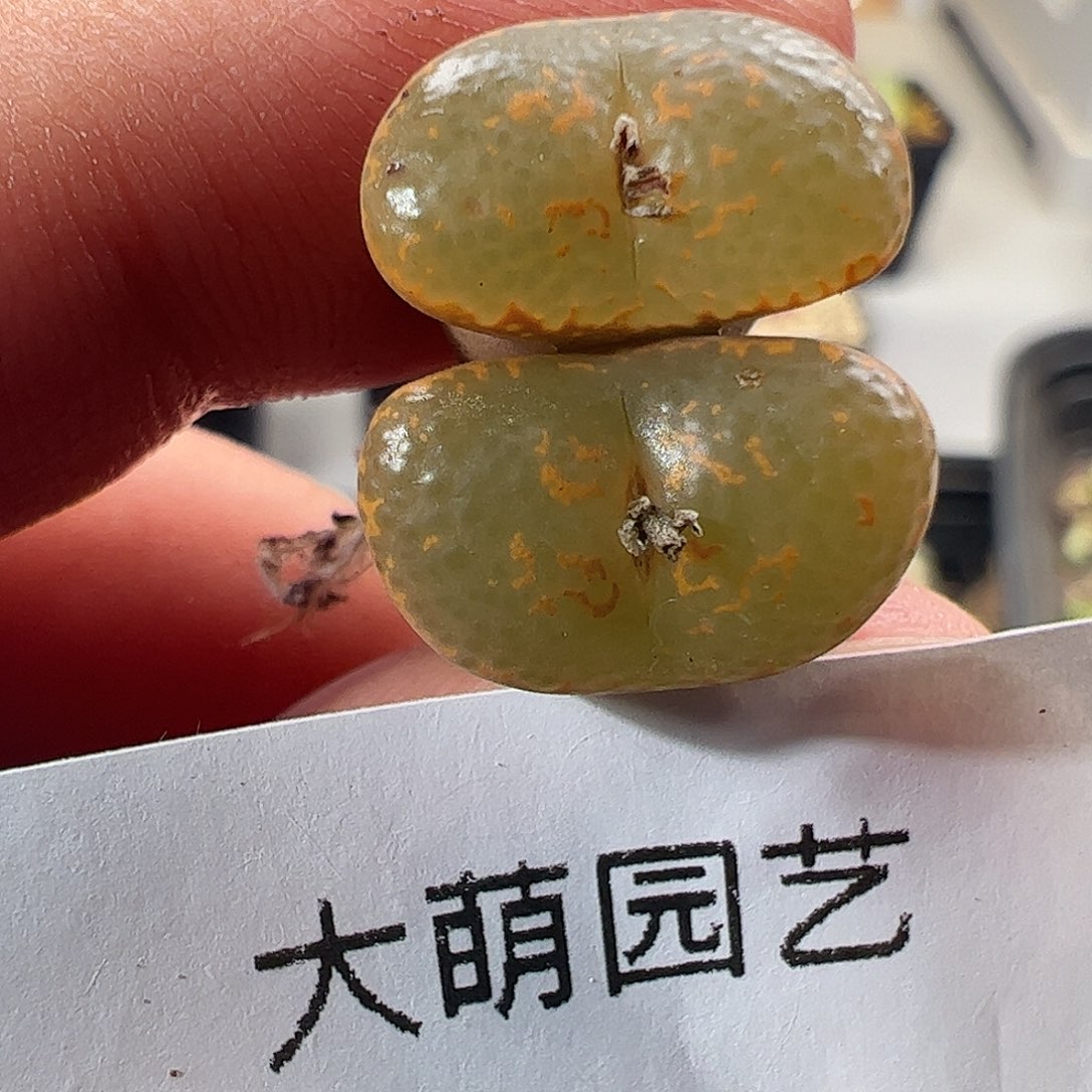 一物一拍优选K勋鱼子酱。  741