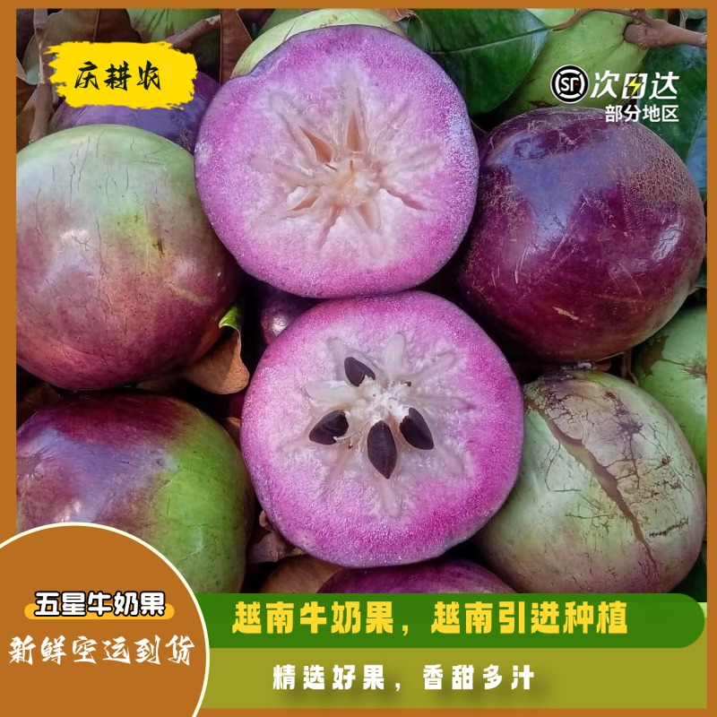 新鲜紫色牛奶果星苹果当季时令水果清甜多汁