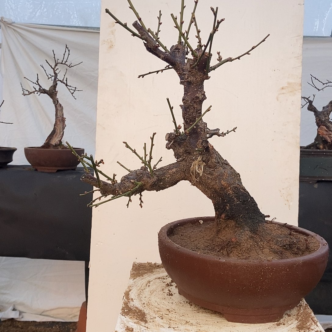 全部花苞20年野梅嫁接绿梅