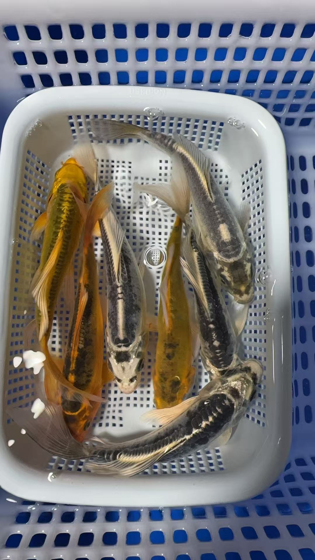 【七星高照10-12cm德系锦鲤7条】冷水锦鲤观赏鱼好养耐活渔场直发