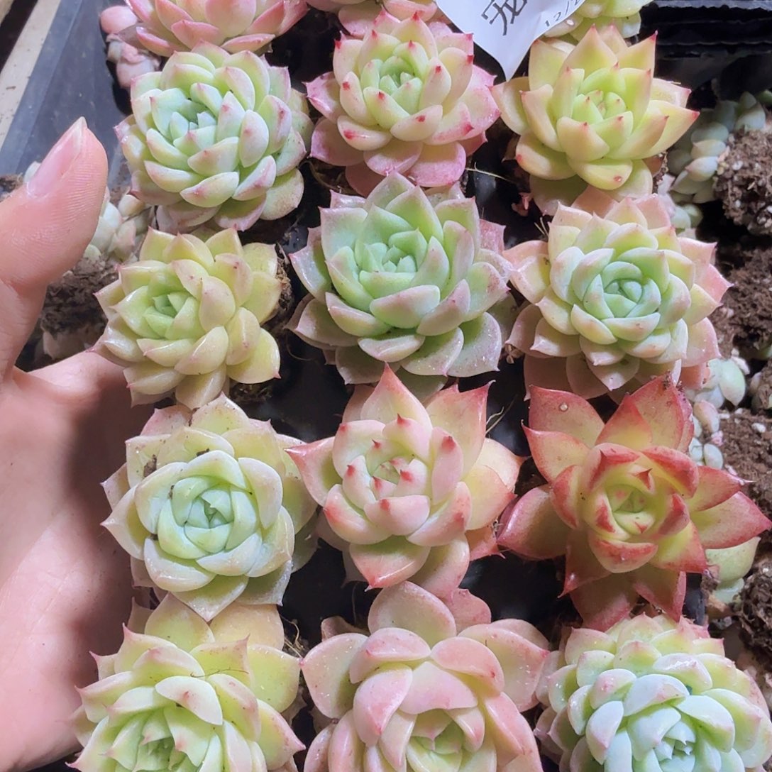 直播福利一物一拍15