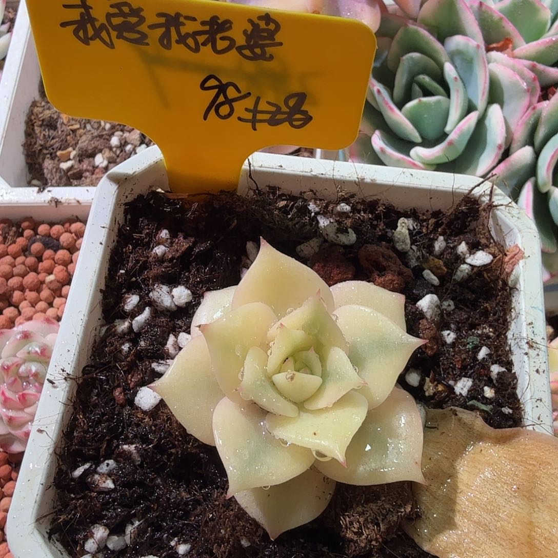 我***婆贝加尔湖锦，多肉植物