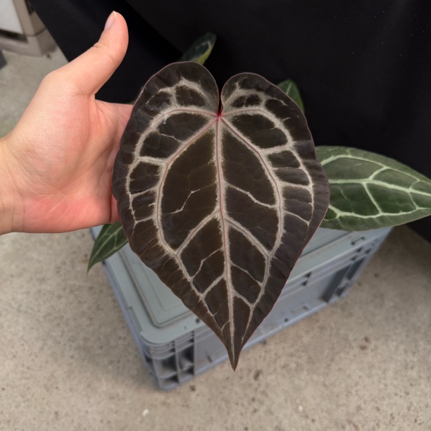 skg红杂紫水晶 花烛热植