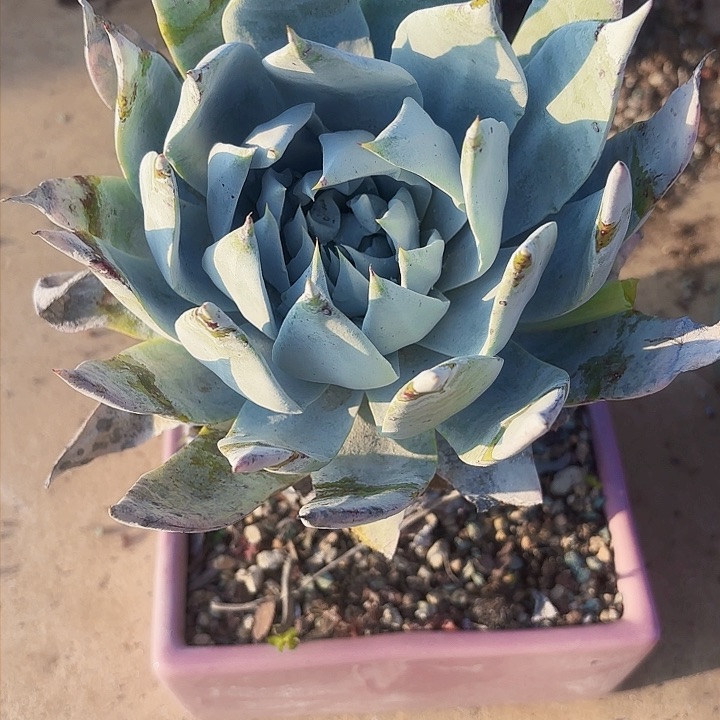 仙女杯多肉植物盆栽