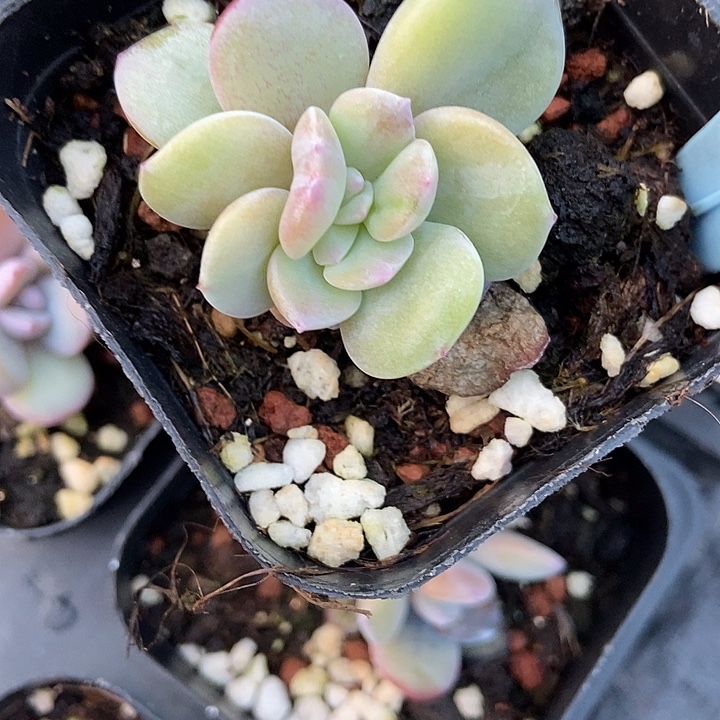 宝***宝多肉植物奶茶516多肉