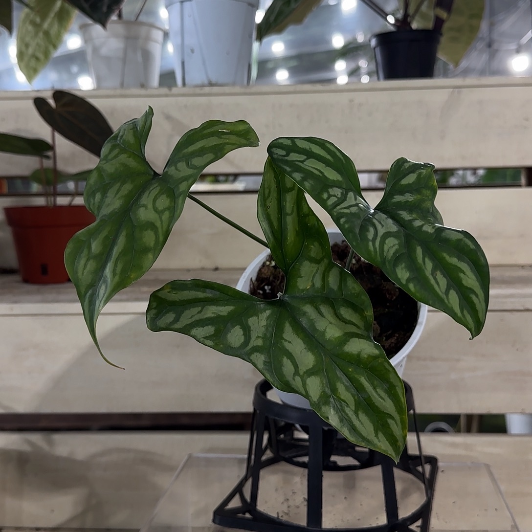 无花朵非洲鬼面非洲