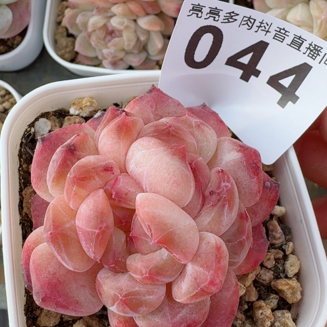 双心冰魄         精品多肉