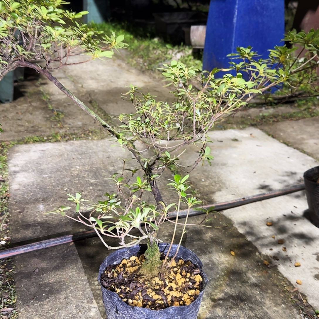 完全开放若惠必须有花朵