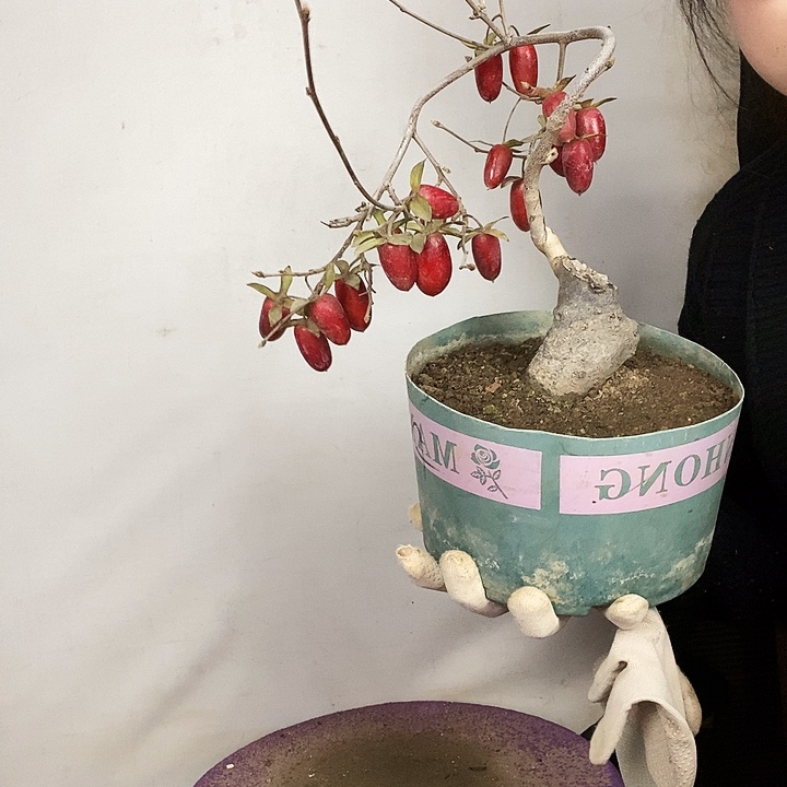 春***暖大量花朵（建议范围：8朵-15朵 或40%以上）