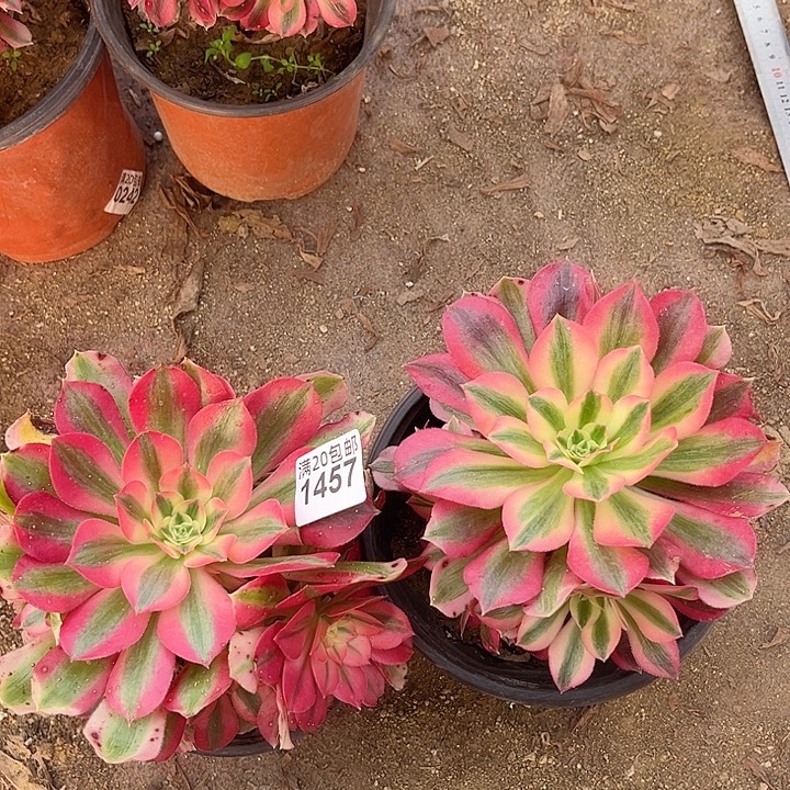 两颗粉女巫法师1457