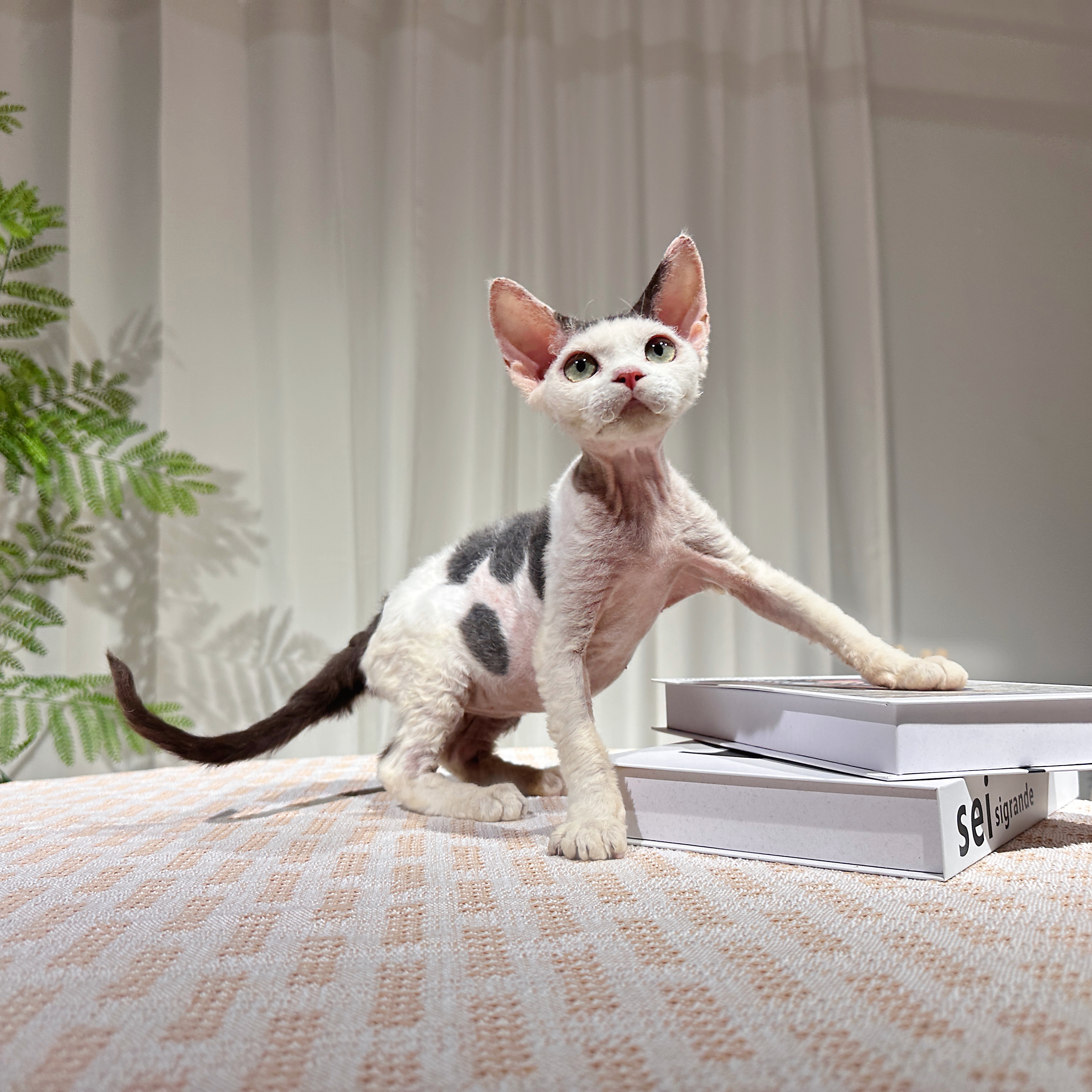 德文卷毛猫 虎斑妹妹