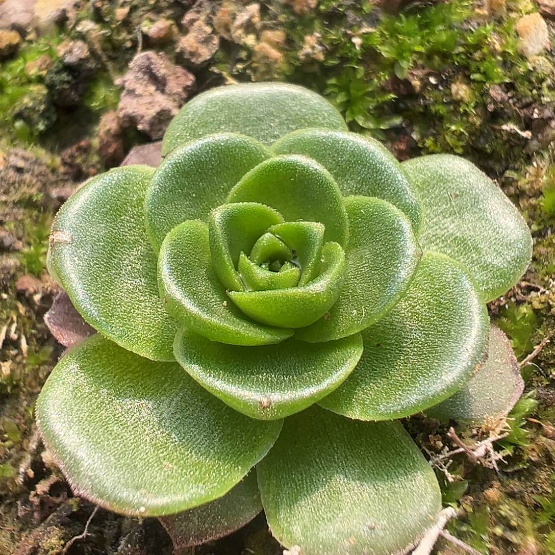 糖糖209 DG龙宝 山地玫瑰