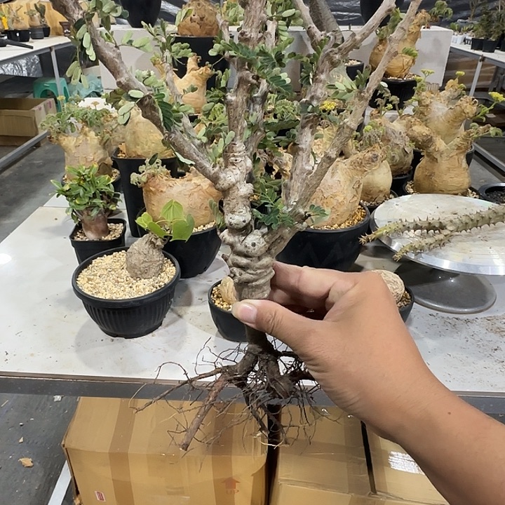 念珠苏木3.5公分尺寸