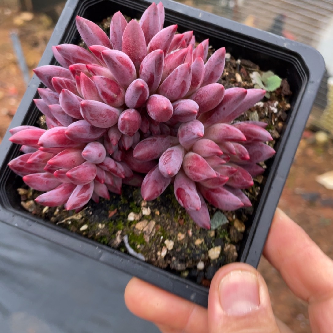 多肉植物原始虞美人4头带仔